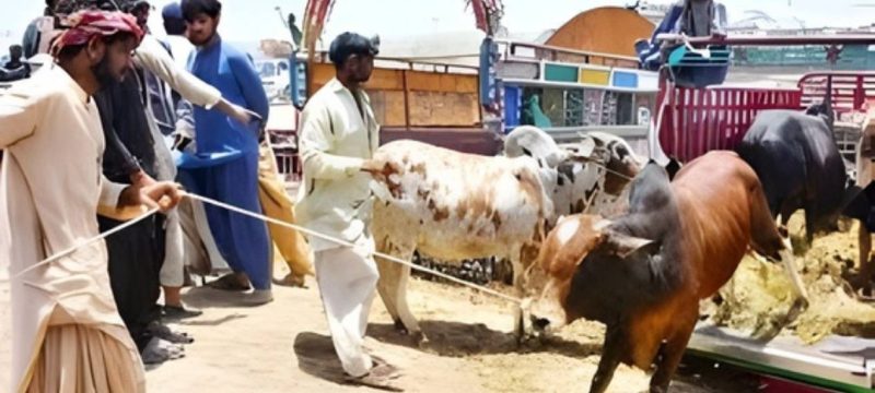 Sargodha Administration Cracks Down on Illegal Sacrificial Animal Sales Before Eid