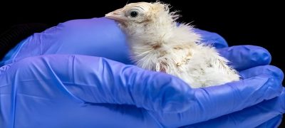 Scientists Achieve Breakthrough With First Chicken Developed in Artificial Egg