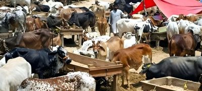 Rawalpindi Issues Eid-ul-Azha Traffic Plan for Cattle Markets