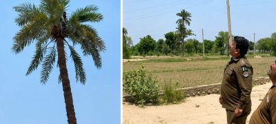 Dera Ghazi Khan Suspect Climbs Date Palm Tree in Desperate Attempt to Avoid Arrest