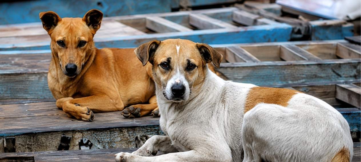 Government Launches Rs74 Million Dog Sterilization Program to Control Stray Population