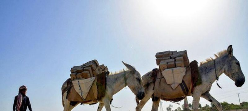 Donkey Population in Pakistan Crosses 6.16 Million Amid Livestock Growth