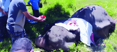Patrol Elephant Joymala Dies After 34 Years of service at Kaziranga