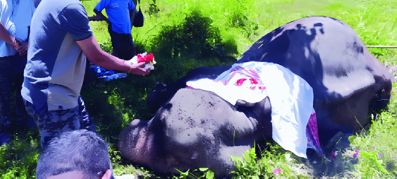 Patrol Elephant Joymala Dies After 34 Years of service at Kaziranga