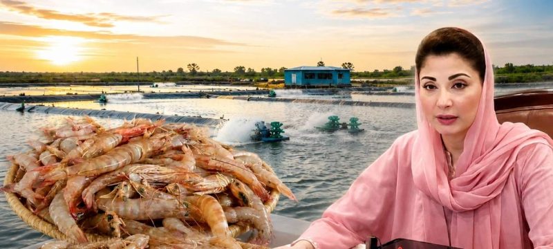Punjab Launches Shrimp Internship Program With Rs100,000 Monthly Stipend