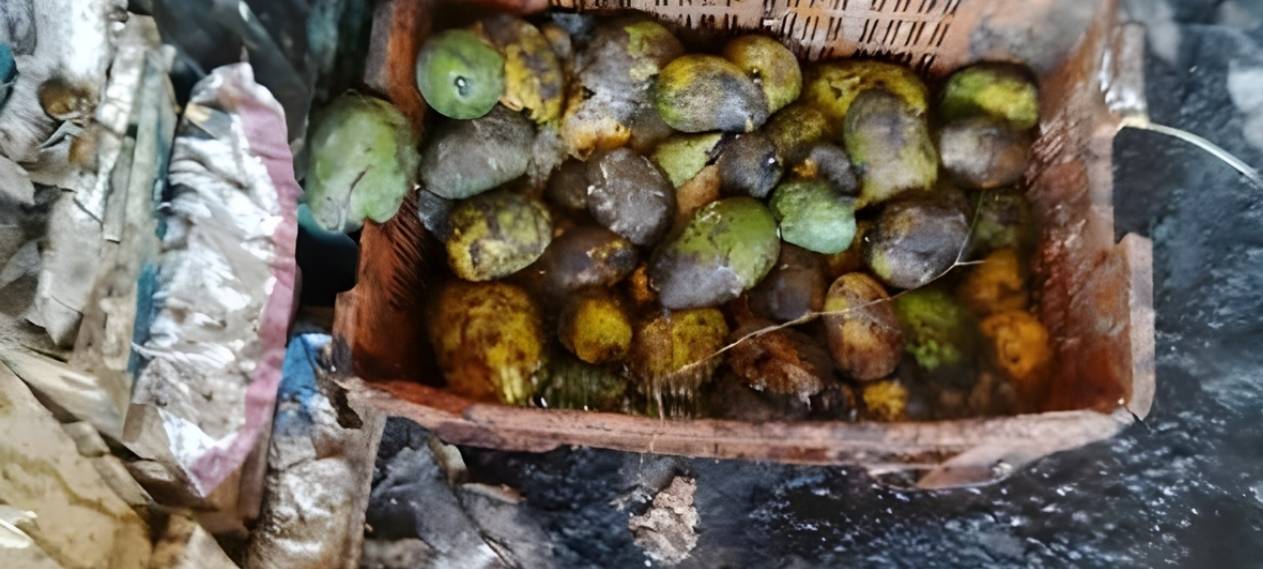 PFA Destroys 16,700kg of Rotten Mangoes in Muzaffargarh Raid