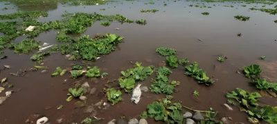 50% of Trees Lost at Rawal Lake Park Over Two Decades
