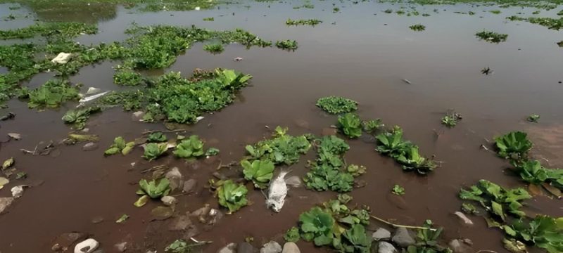 50% of Trees Lost at Rawal Lake Park Over Two Decades