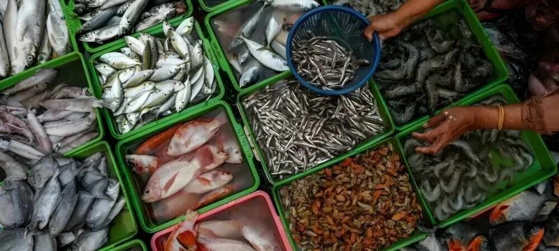 Pakistan’s Seafood Exports Reach Record $568 Million in FY2025-26