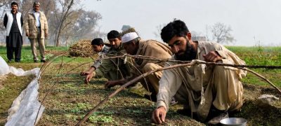 Tobacco Farmers Face Procurement Crisis Amid PTB Policy Concerns