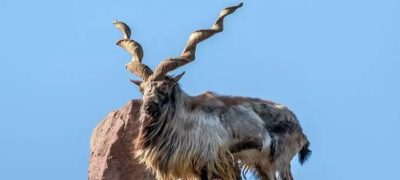 GB to Auction Trophy Hunting Permits for Markhor, Ibex
