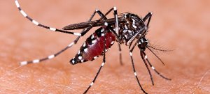 Dengue Cases Are Rising Again in Rawalpindi