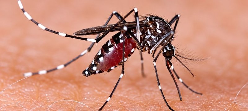 Dengue Cases Are Rising Again in Rawalpindi