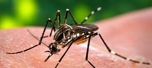 Dengue Surge in KP as Weekly Cases Reach 148