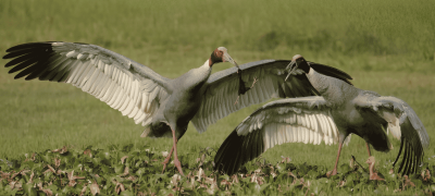 KP Wildlife Department Announces Sarus Crane Catching Season