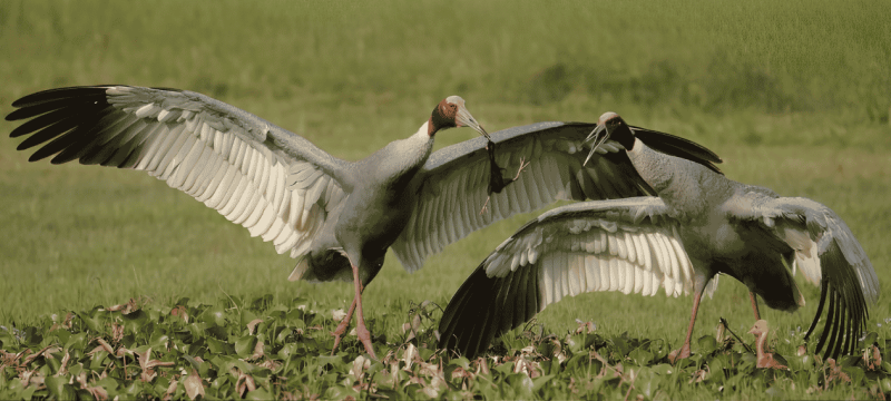 KP Wildlife Department Announces Sarus Crane Catching Season