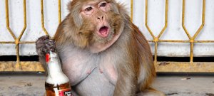 Monkey Enters Liquor Shop in India and Starts Drinking Alcohol