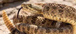 Punjab Reports 1,060 Snakebite Cases and Six Deaths in 2026