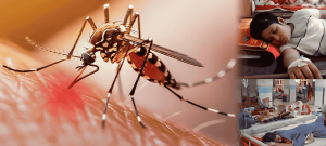 Punjab Reports 57 Dengue Cases in September, Rawalpindi Tops Count
