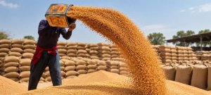 Punjab’s Rs3,500 Wheat Buying Plan Leaves Farmers Facing Heavy Losses