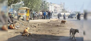 Over 70,000 Dog-Bite Cases Reported In Punjab This Year