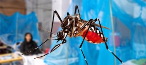 Dengue Cases Surge in KP as 99 New Infections Reported in Just 24 Hours