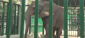 Foreign Veterinary Experts Arrive in Karachi To Treat ‘Madhubala’ And ‘Malika’