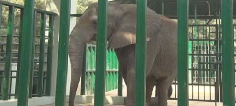 Foreign Veterinary Experts Arrive in Karachi To Treat ‘Madhubala’ And ‘Malika’
