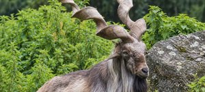 KP Earns Record Rs. 335.6 Million From Four Markhor Hunting Permits