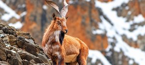 KP’s Markhor Auction Breaks Records With Rs.335 Million in Revenue