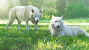 The Isreali Company Trying to Bring Extinct Animals Back to Life