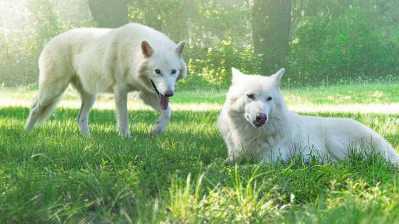 The Isreali Company Trying to Bring Extinct Animals Back to Life